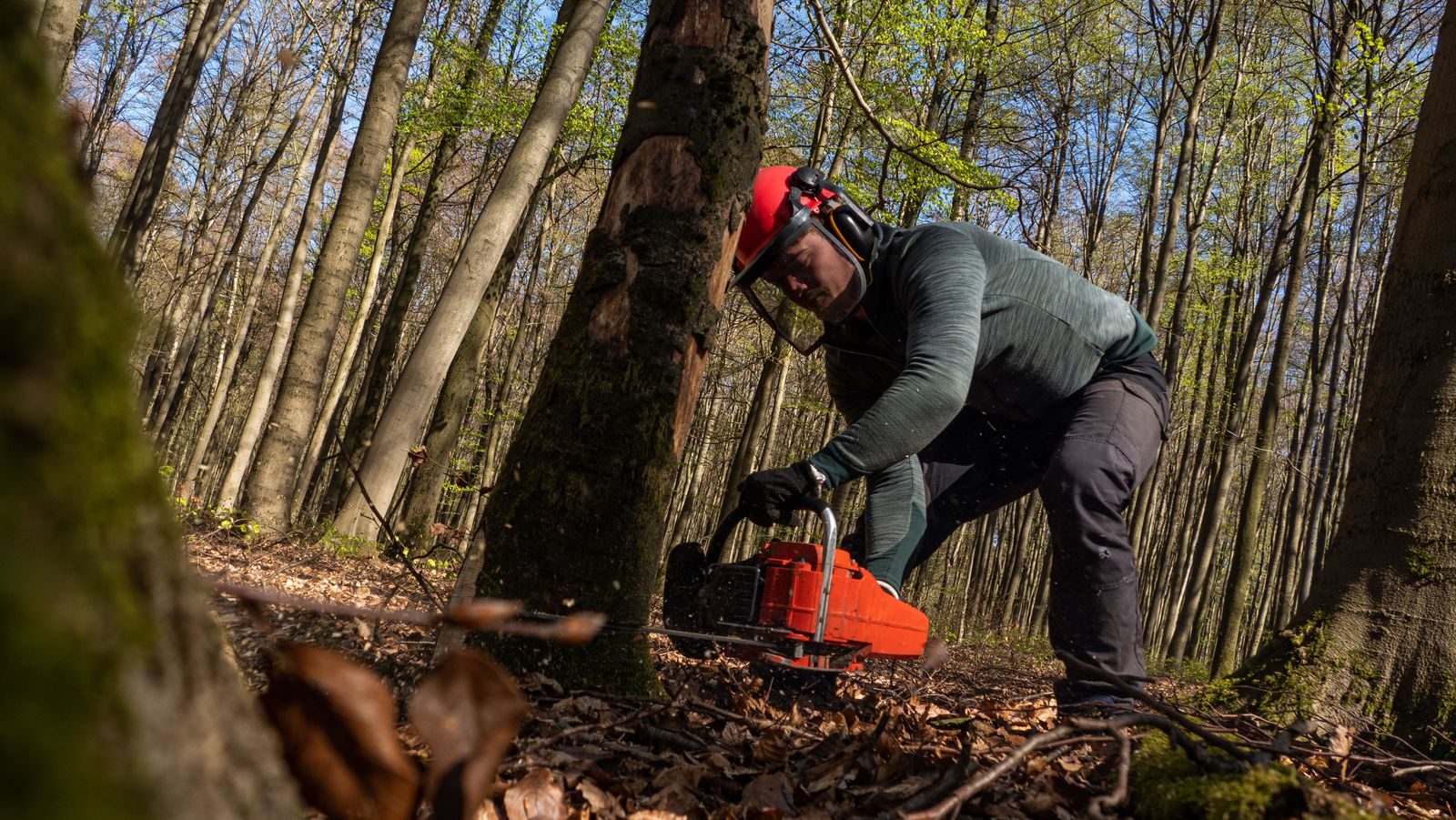 Ein Forstarbeiter mit Schutzhelm, Gesichtsschutz und Gehörschutz sägt mit der Motorsäge am Fuss eines Baumstamms in einem sonnigen Buchenwald.